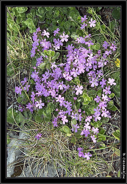 Primevere a feuilles entieres.jpg - Primevere à feuilles entières